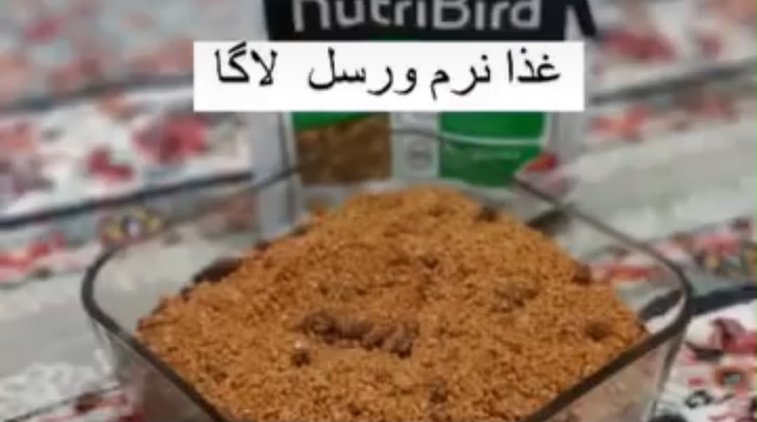 ورسل لاگا غذا نرم