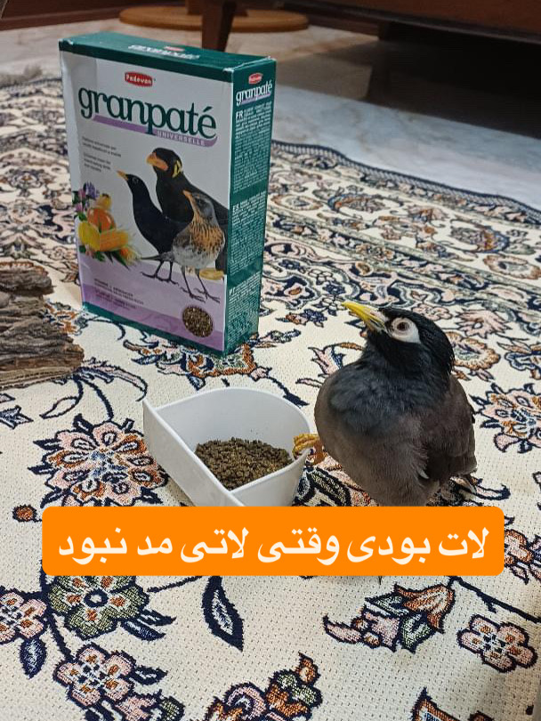 فروت پادوان
